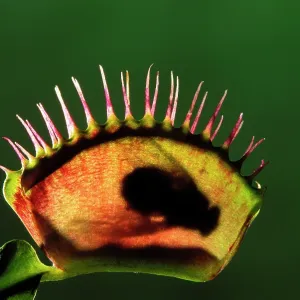 Venus Fly Trap plant - with fly inside Venus Fly Trap plant - with fly inside