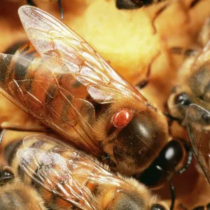 Verroa (Varroa) Mite