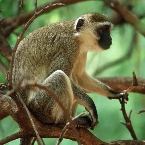 Vervet Monkey - sitting in tree Vervet Monkey - sitting in tree