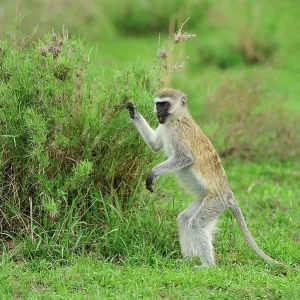 Vervet Monkey standing eating Vervet Monkey standing eating