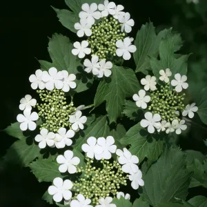 Viburnum - Guelder Rose - In flower Viburnum - Guelder Rose - In flower