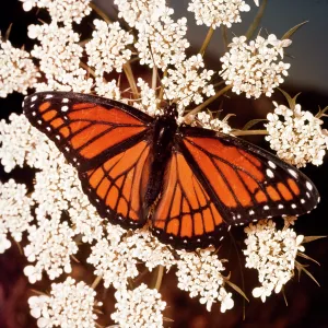 VICEROY BUTTERFLY VICEROY BUTTERFLY
