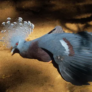 Victoria Crowned PIGEON - captive Victoria Crowned PIGEON - captive