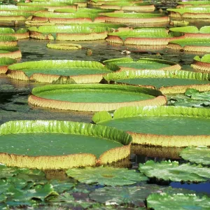 Victoria / Giant / Amazon Waterlily & Santa Cruz Victoria / Giant / Amazon Waterlily & Santa Cruz