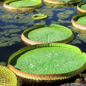 Victoria / Giant / Amazon Waterlily & Santa Cruz Victoria / Giant / Amazon Waterlily & Santa Cruz
