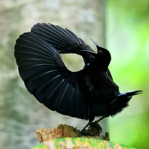 Victoria's Riflebird a Bird of Paradise - adult Victoria's Riflebird a Bird of Paradise - adult