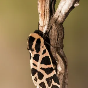 Top view of an adult of the discrete chaperon (Cymbalophora pudica) resting on dry twig, Liguria, Italy Top view of an adult of the discrete chaperon (Cymbalophora pudica) resting on dry twig, Liguria, Italy