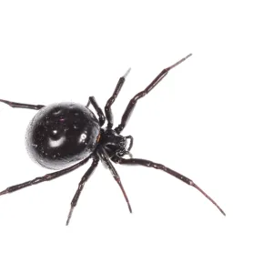 Top view of false widow spider (Steatoda paykulliana) Liguria, Italy Top view of false widow spider (Steatoda paykulliana) Liguria, Italy