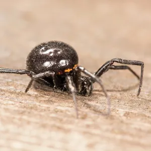 Side view of false widow spider (Steatoda paykulliana) Liguria, Italy Side view of false widow spider (Steatoda paykulliana) Liguria, Italy