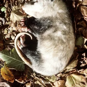 Virginia OPOSSUM - Feigning death