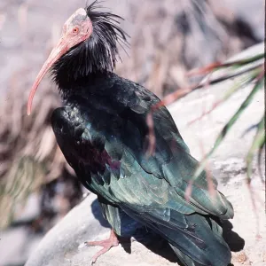 Waldrapp's Bald / Northern Bald IBIS - standing on rock