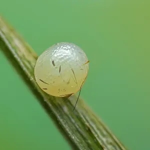 Wall Brown (Lasiommata megera) egg of butterfly Wall Brown (Lasiommata megera) egg of butterfly