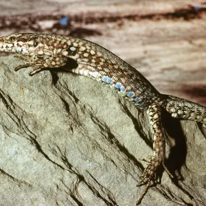 WALL LIZARD WALL LIZARD