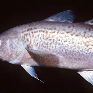 WALLEYE POLLACK - showing lateral line WALLEYE POLLACK - showing lateral line