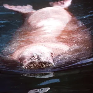 WALRUS - albino WALRUS - albino