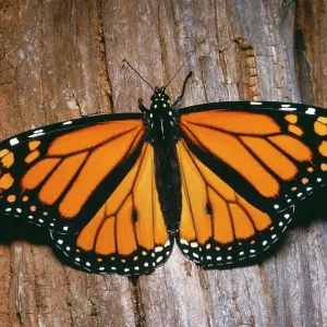 Wanderer / Monarch / Milkweed BUTTERFLY - during Wanderer / Monarch / Milkweed BUTTERFLY - during