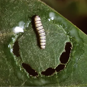 Wanderer / Monarch / Milkweed Butterfly - caterpillar Wanderer / Monarch / Milkweed Butterfly - caterpillar
