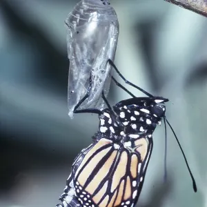 Wanderer / Monarch / Milkweed Butterfly - emerging Wanderer / Monarch / Milkweed Butterfly - emerging