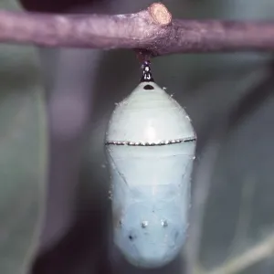 Wanderer / Monarch / Milkweed Butterfly - pupa Wanderer / Monarch / Milkweed Butterfly - pupa