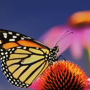 Wanderer / Monarch / Milkweed Butterfly - on purple