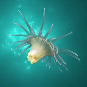 A Wandering anemone - usually attach themselves A Wandering anemone - usually attach themselves