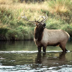 WAPITI - male bugling in river WAPITI - male bugling in river