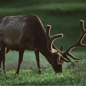 Wapiti / Rocky Mountain Elk - close-up grazing Wapiti / Rocky Mountain Elk - close-up grazing