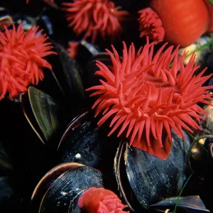 Waratah anemone - growing alongside a cluster of Waratah anemone - growing alongside a cluster of