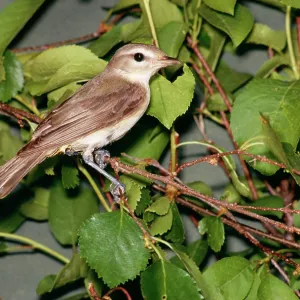 WARBLING VIREO WARBLING VIREO
