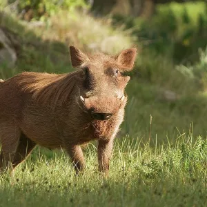 Warthog Warthog