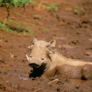 Warthog