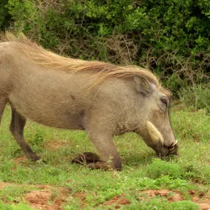 Warthog - Warthog grazing in typical kneeling position Warthog - Warthog grazing in typical kneeling position