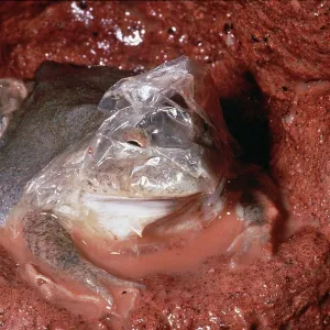 Water-Holding Frog - in underground chamber - shedding