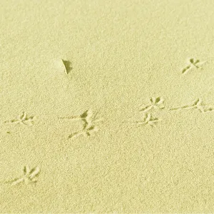 WATER PIPIT TRACKS - in sand WATER PIPIT TRACKS - in sand