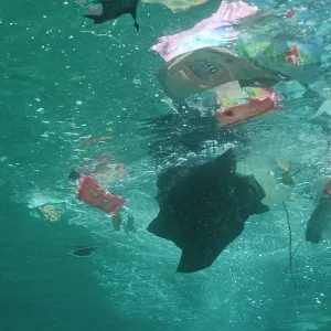 Water POLLUTION - rubbish floating in ocean. Plastic Water POLLUTION - rubbish floating in ocean. Plastic