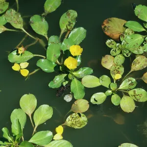 WATER PRIMROSE / Clove Strip WATER PRIMROSE / Clove Strip
