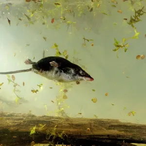 Water shrew, adult, dives and swims underwater in Water shrew, adult, dives and swims underwater in