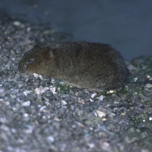 WATER VOLE WATER VOLE