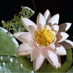 WATERLILY / Pond Lily - close-up of flower WATERLILY / Pond Lily - close-up of flower