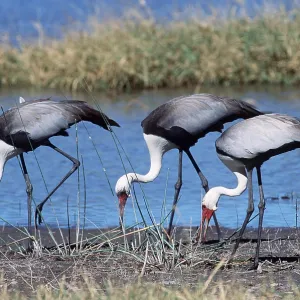 WATTLED CRANE - x three feed near water WATTLED CRANE - x three feed near water
