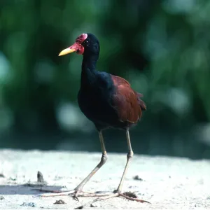 Wattled JACANA Wattled JACANA