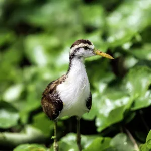 Wattled Jacana on grass