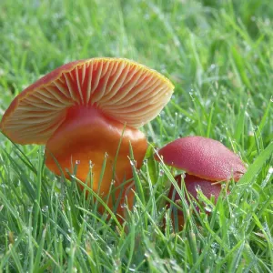 Wax Cap on mature pasture - Occurs late summer to autumn Wax Cap on mature pasture - Occurs late summer to autumn