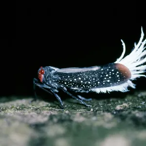Waxy-tailed Lantern Bug - Cicada family Waxy-tailed Lantern Bug - Cicada family