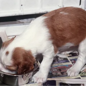 WELSH SPRINGER SPANIEL DOG - puppy eating WELSH SPRINGER SPANIEL DOG - puppy eating