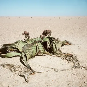 WELWITSCHIA WELWITSCHIA