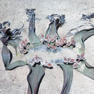 WELWITSCHIA MIRABILIS - with cones WELWITSCHIA MIRABILIS - with cones