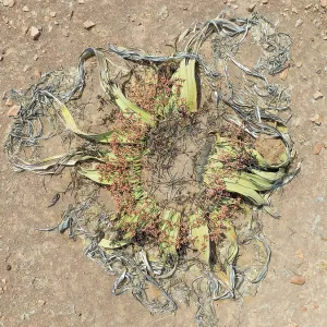 Welwitschia (Welwitschia mirabilis) in the Namib Desert