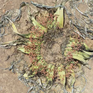 Welwitschia (Welwitschia mirabilis) in the Namib Desert