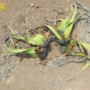 Welwitschia (Welwitschia mirabilis) in the Namib Desert